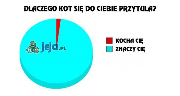 Dlaczego kot się do Ciebie przytula?