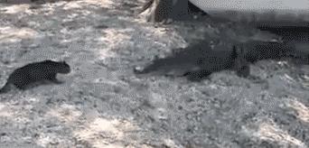 Kot vs krokodyl