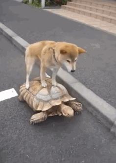 Nowy wynalazek z Chin do transportu psów