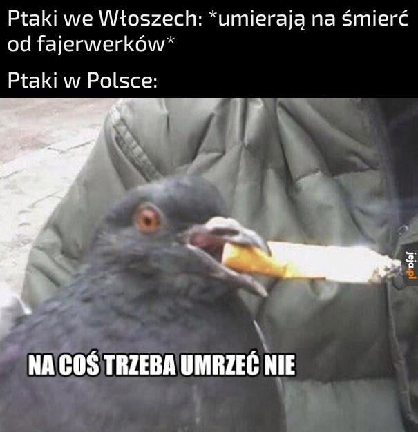 Polskie ptaki