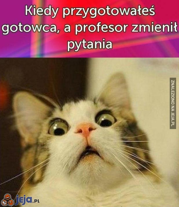 Osz Ty w mordę!