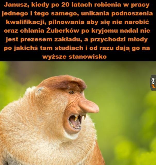 No co za knur