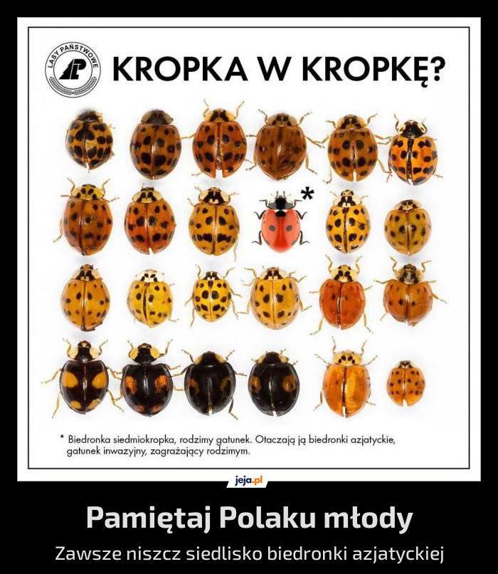 Nie będą biedronki pluć nam w twarz