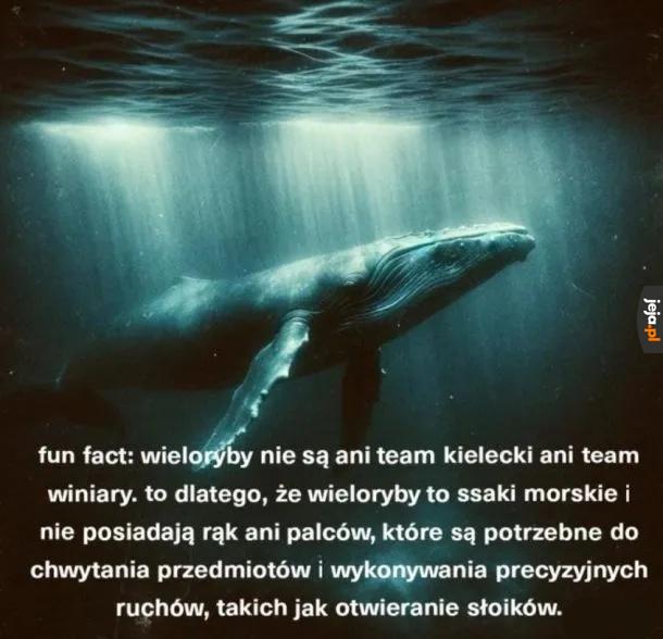 Fun fact o wielorybach