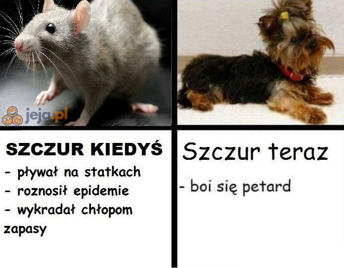 Co się z nimi porobiło?