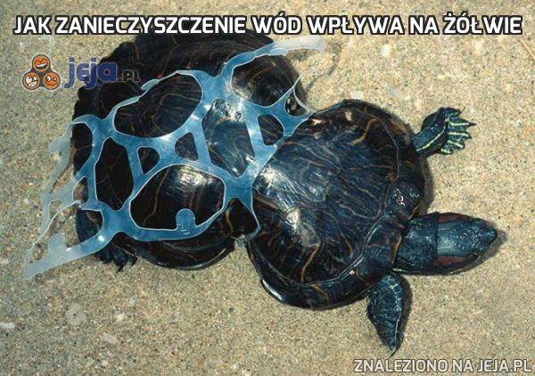 Jak zanieczyszczenie wód wpływa na żółwie