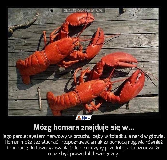 Mózg homara znajduje się w...