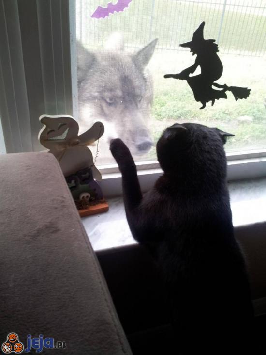 Kot nie był zadowolony z odwiedzin wilka