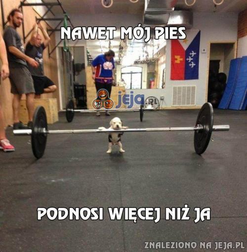 Nawet mój pies podnosi więcej niż ja