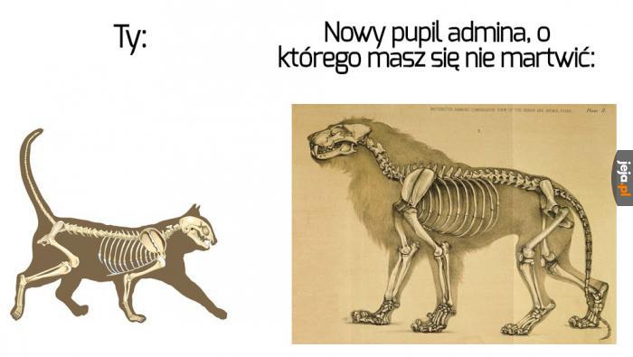 Spokojnie, pozycja kota jest niezagrożona (szantażuje mnie)