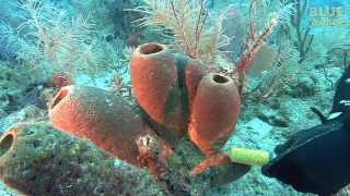 Oddychająca rafa koralowa
