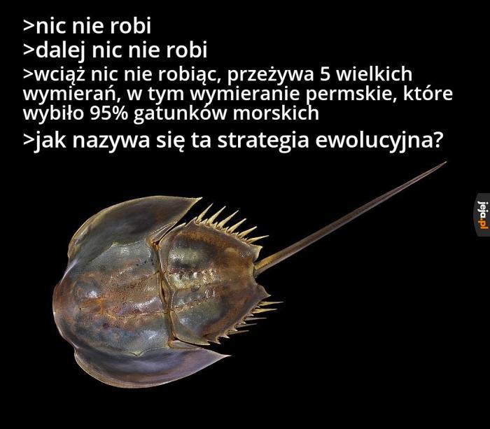 Zaprawdę, mieczogon jest najdoskonalszym dziełem Stwórcy