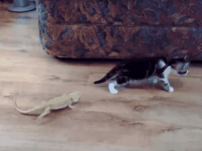 Kociak vs jaszczurka