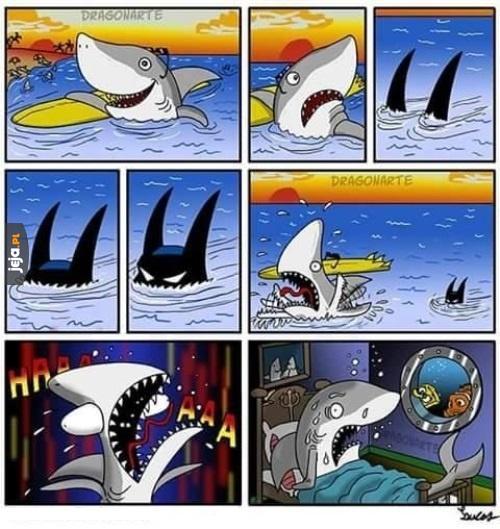 Koszmar każdego rekina