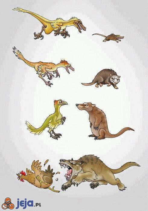 Ewolucja w świecie zwierząt