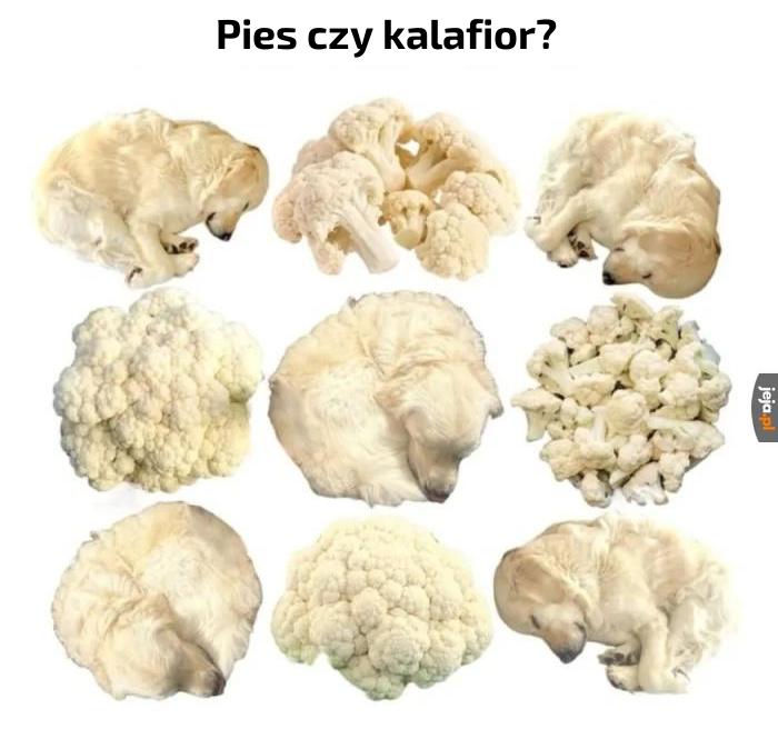 Lubię kalafiora z masełkiem i bułką tartą