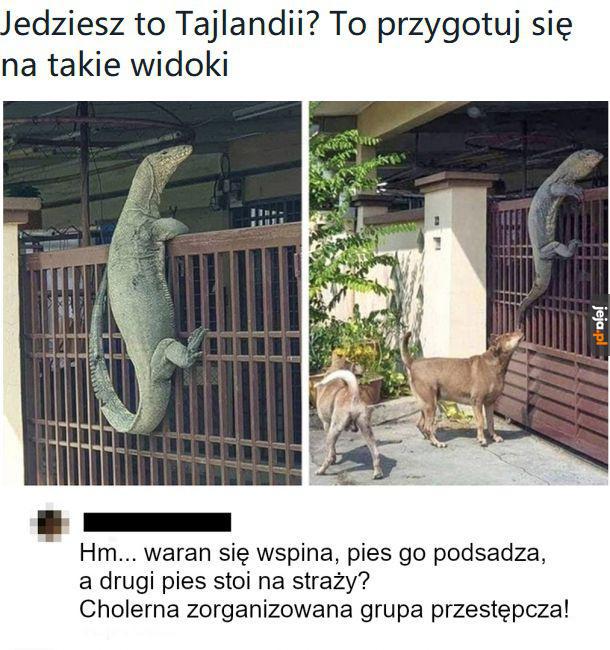 Ja bym chętnie to zobaczył