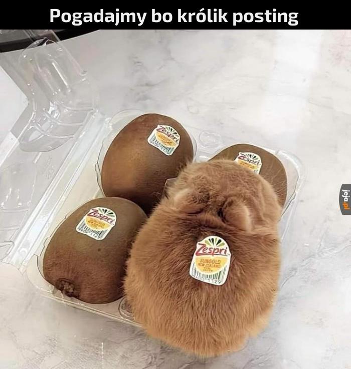 Gadajec dla jajec