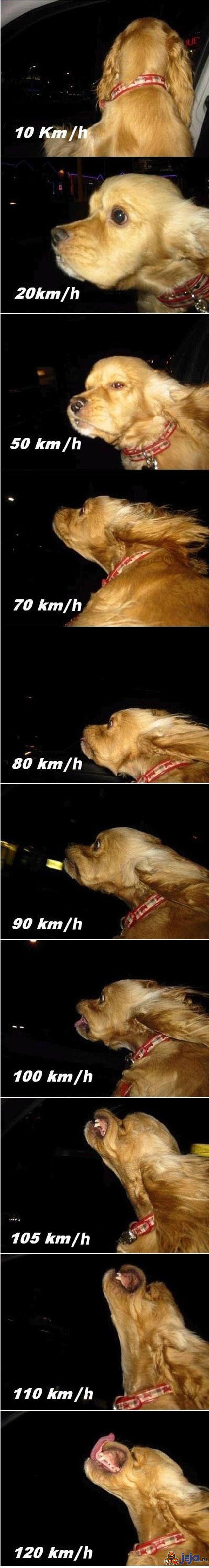Pies lubiący dużą prędkość