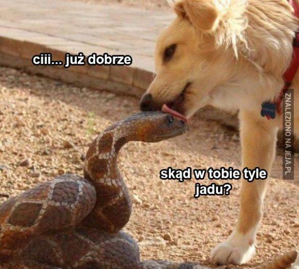 No już, spokojnie!
