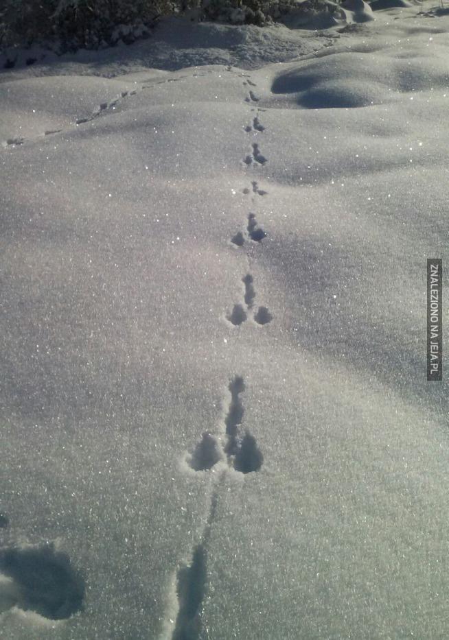 To tylko ślady królika w śniegu