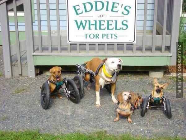 Kółka dla niepełnosprawnych psiaków
