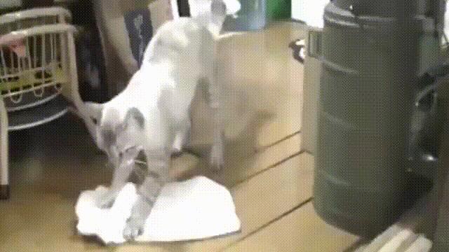 Kot sprzątacz