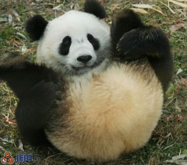 Kolory pandy