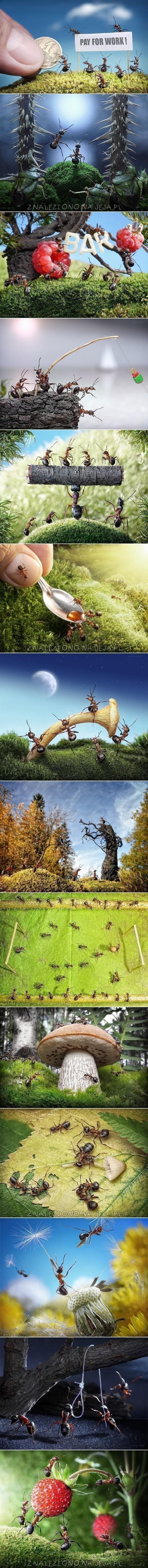 Dawno temu w trawie: Życie mrówek