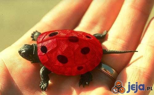 Czerwony żółwik