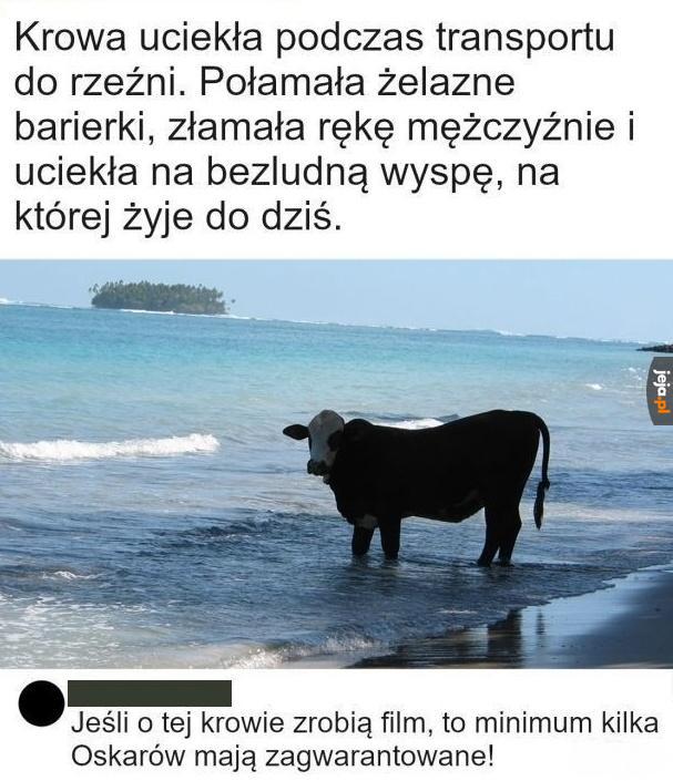 O Krowie, która jeździła koleją