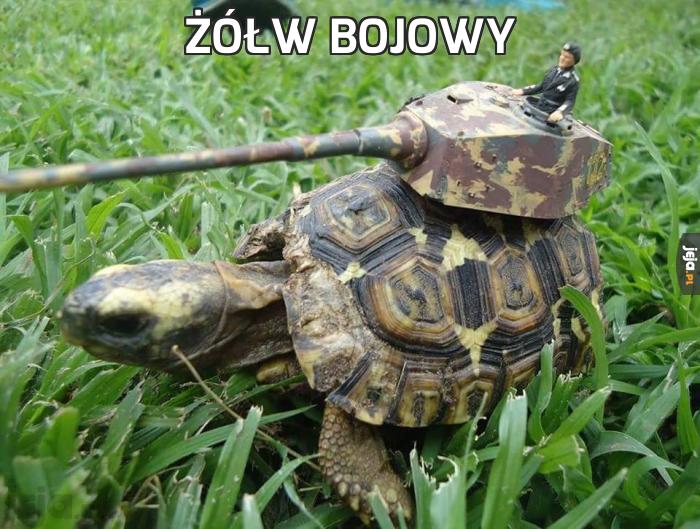 Żółw bojowy