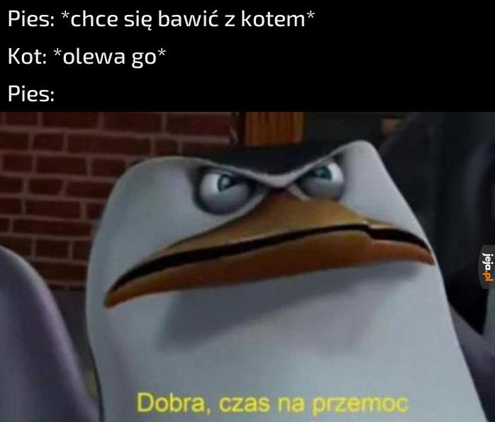 Piesek chce ZABAWY!