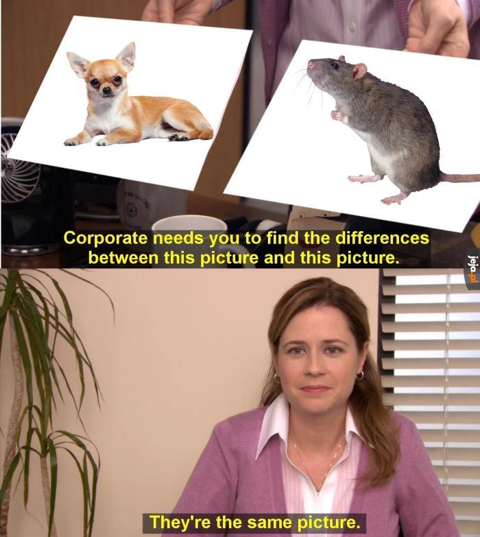 Szczur to szczur