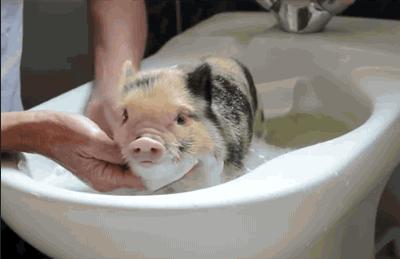 Szczęśliwa, mała świnka bierze kąpiel