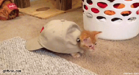 Jak zrobić żółwia ze swojego kota