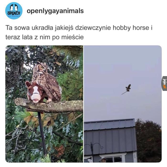 Potrzebujemy więcej takich sów
