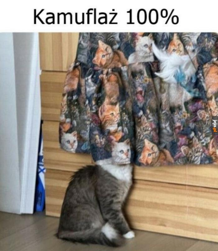 Kot hehe