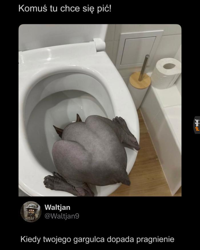 Ej, ty, wracaj na gzyms!