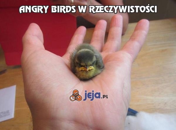 "Angry Birds" w rzeczywistości