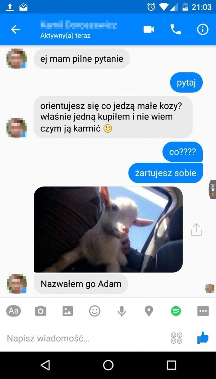 Mała koza Adam