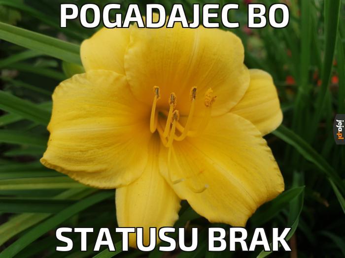 Pogadajec bo