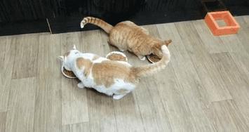 3 miski i 2 koty