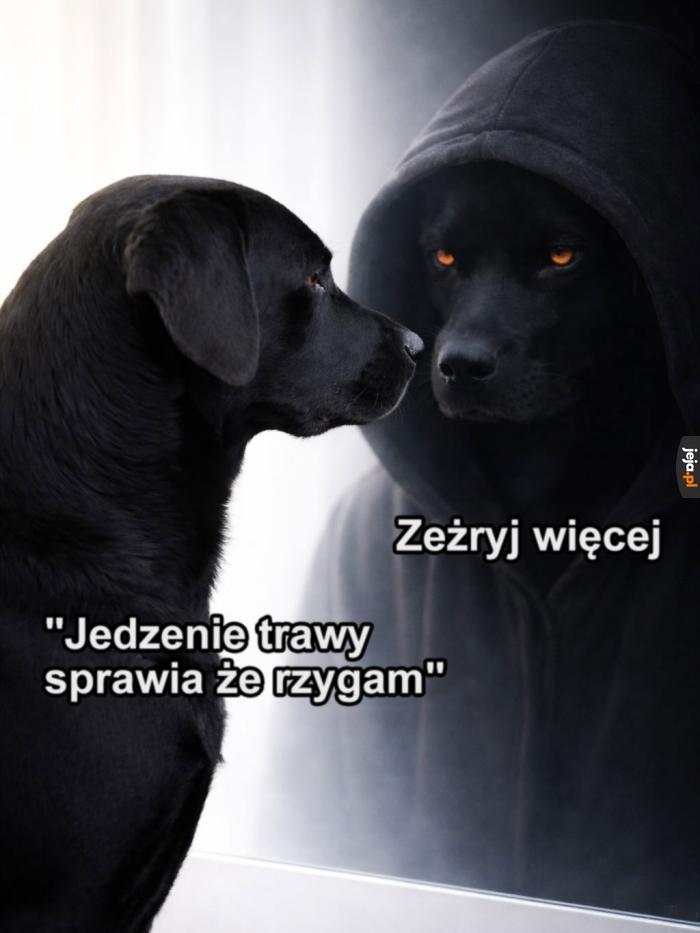 Albo napij się matchy, na jedno wyjdzie