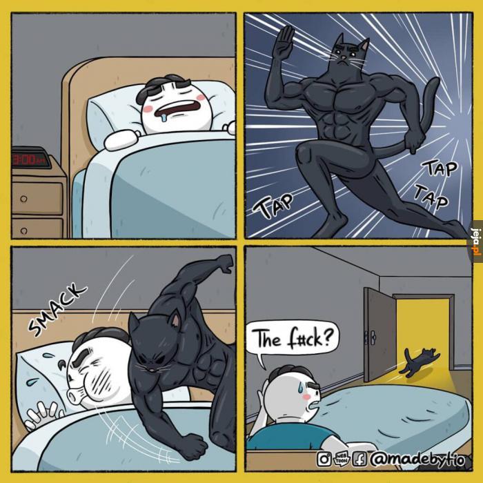 Kocie, wtf?!