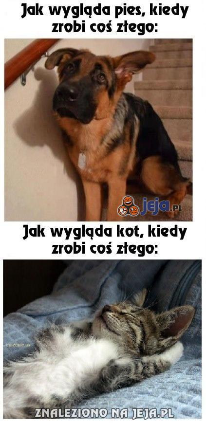 Różnica między kotem, a psem
