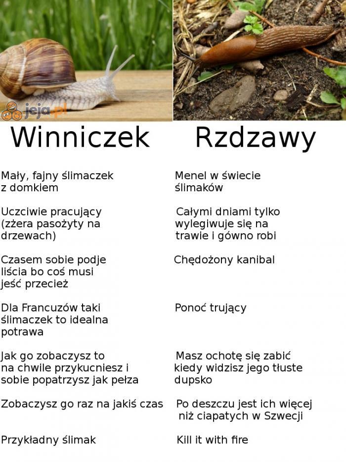 Ślimak ślimakowi nierówny