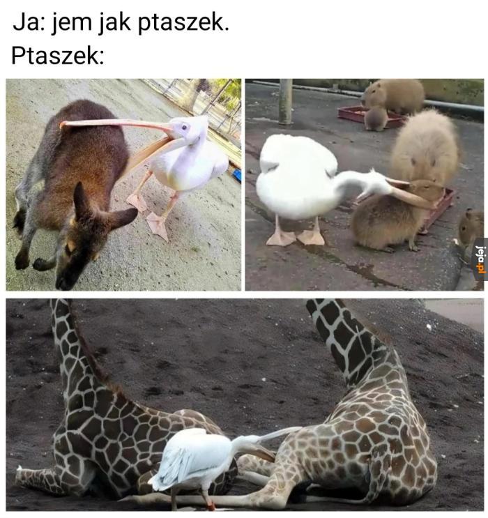 Ptaszyna