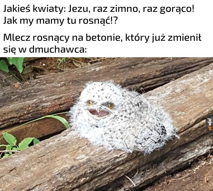 Idealne warunki do wzrostu