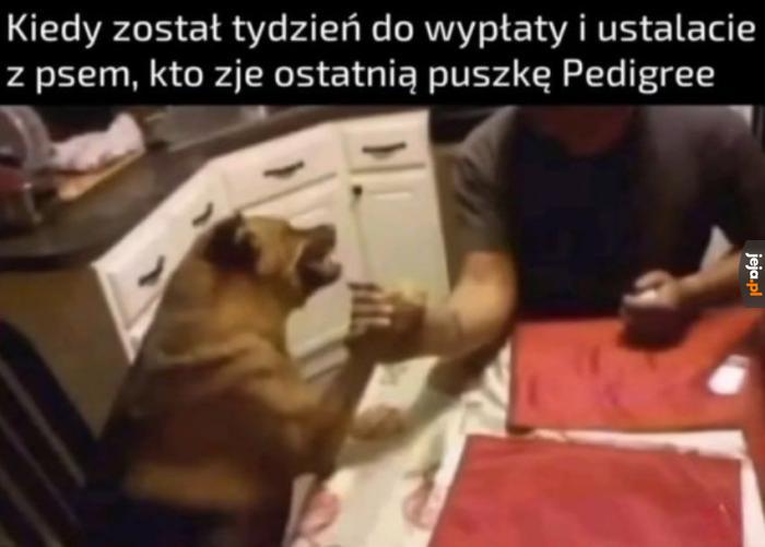 I zjada kot